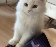 adopting cats