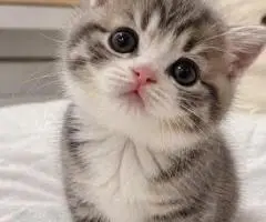 adopting cats - 2
