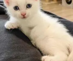 adopting cats - 3