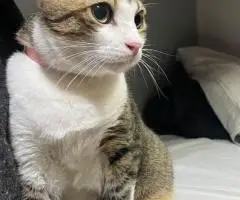 adopting cats - 4