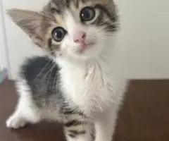 adopting cats - 5