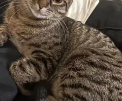 adopting cats - 6