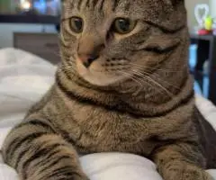 adopting cats - 7