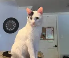 adopting cats - 10